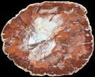 Colorful Petrified Wood (Araucaria) Slab - Madagascar #71967-1